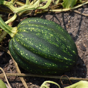 Acorn Squash fruit