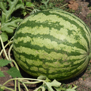 Watermelon fruit