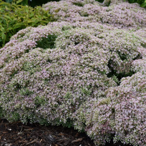 Rock 'N Round&trade; Pure Joy Stonecrop in bloom