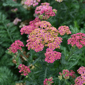 Sassy Summer Taffy Yarrow flowers