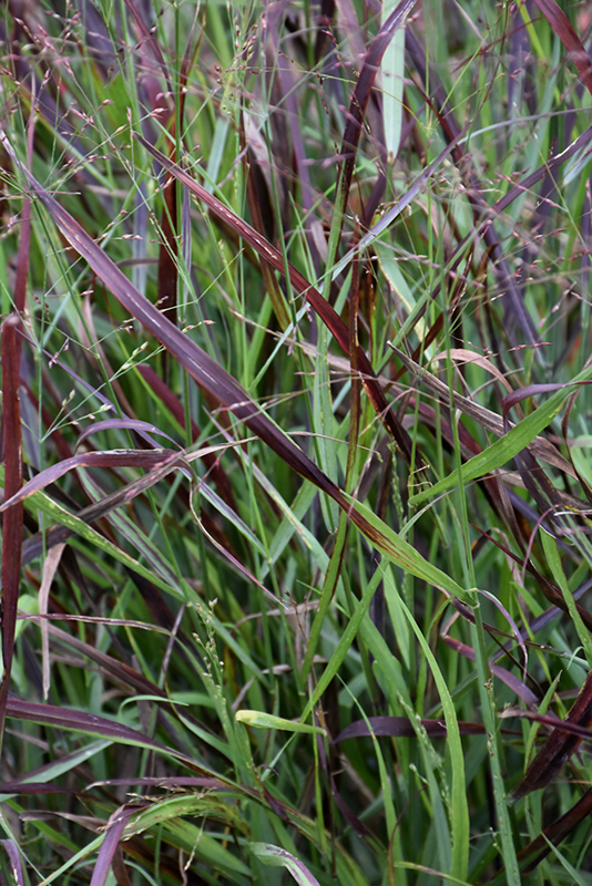 Cheyenne Sky Switch Grass flowers