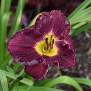 Rainbow Rhythm&reg; Nosferatu Daylily flowers