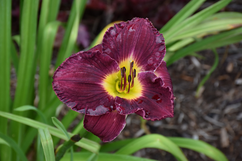 Rainbow Rhythm® Nosferatu Daylily flowers