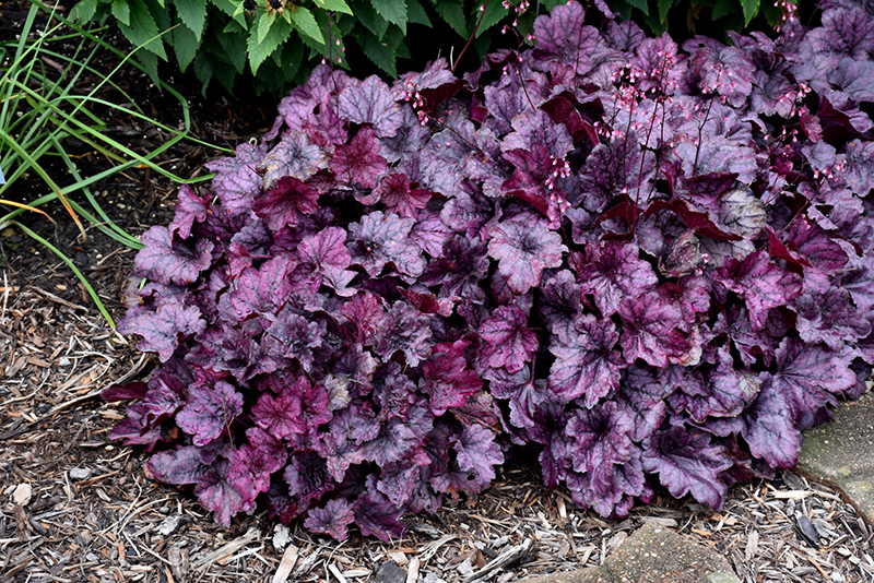 Wild Rose Coral Bells