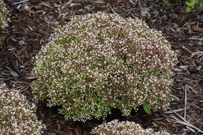 Rock 'N Round™ Bundle Of Joy Stonecrop in bloom