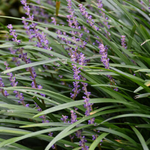 Big Blue Lily Turf flowers
