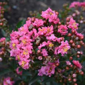 Barista® Cool Beans Crapemyrtle flowers