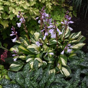 Rainbow's End Hosta in bloom