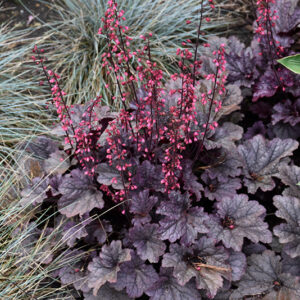 Grape Timeless Coral Bells in bloom