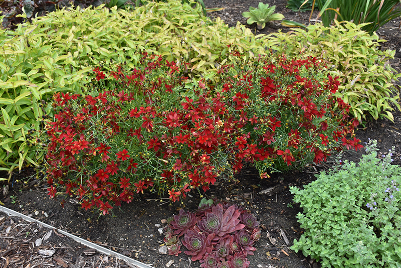 Sizzle And Spice® Hot Paprika Tickseed in bloom