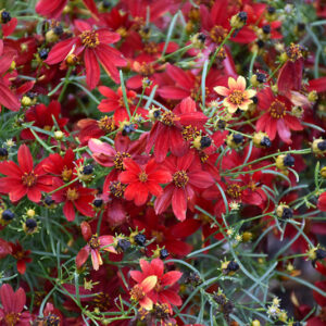Sizzle And Spice&reg; Hot Paprika Tickseed flowers
