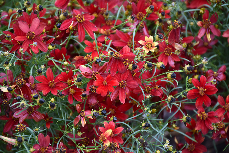Sizzle And Spice® Hot Paprika Tickseed flowers