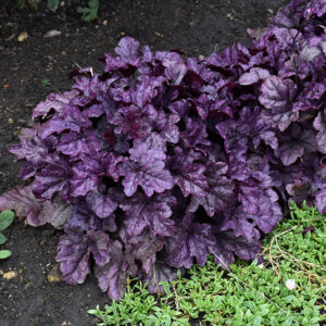 Dolce&reg; Wildberry Coral Bells