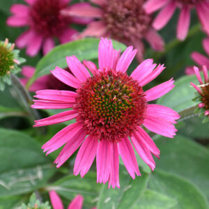 Delicious Candy Coneflower flowers