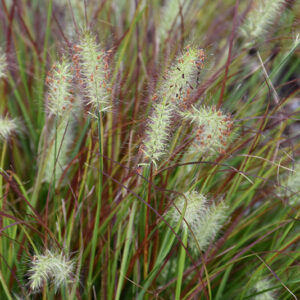 Burgundy Bunny Dwarf Fountain Grass flowers