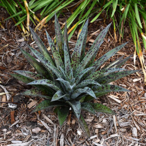 Pineapple Express Mangave