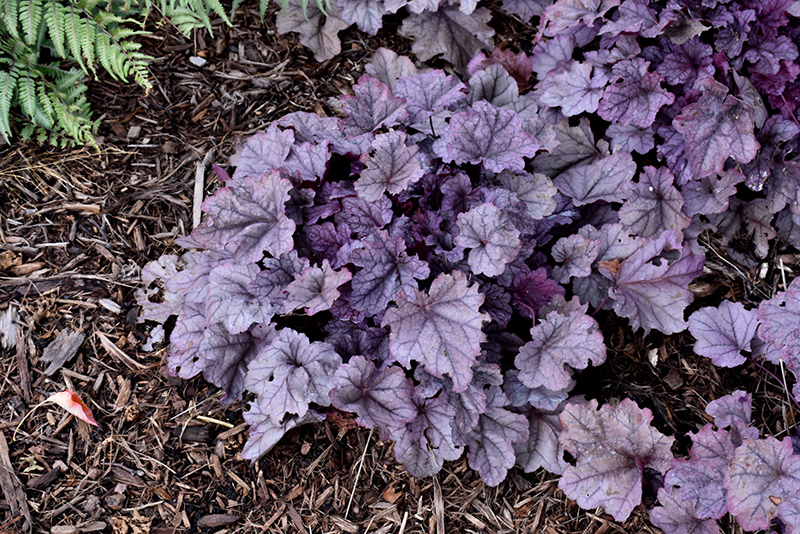 Pink Panther Coral Bells