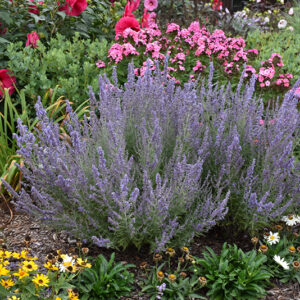 Denim 'n Lace Russian Sage in bloom