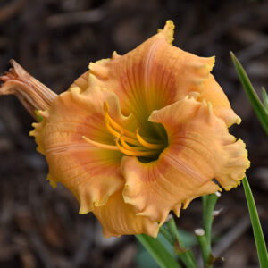 Rainbow Rhythm&reg; Orange Smoothie Daylily flowers