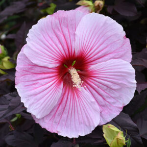 Starry Starry Night Hibiscus flowers