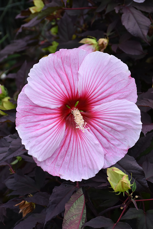 Starry Starry Night Hibiscus flowers