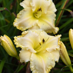 Marquee Moon Daylily flowers
