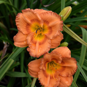 Earlybird Oriole&trade; Daylily flowers