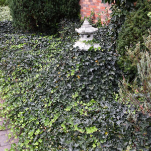 English Ivy