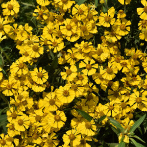 Sneezeweed flowers