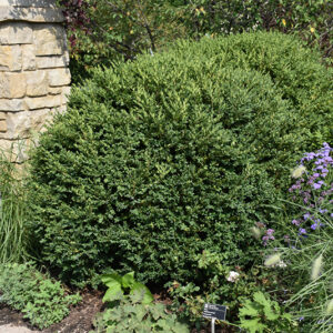 Green Gem Boxwood
