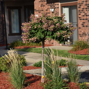 Quick Fire&reg; Hydrangea (tree form) in bloom