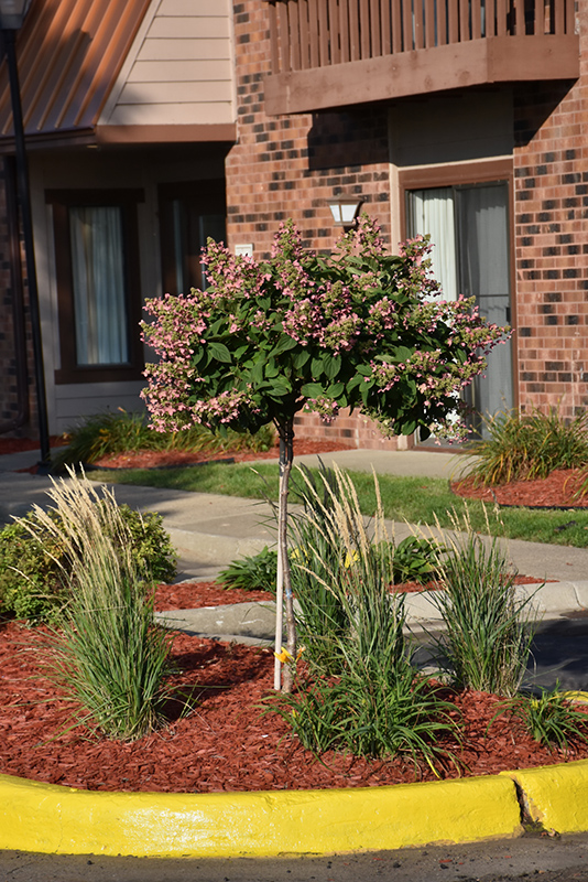 Quick Fire® Hydrangea (tree form) in bloom