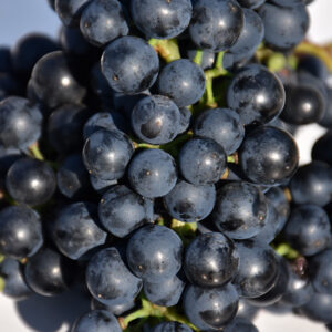 Baco Noir Grape fruit