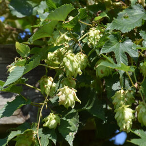 Hops fruit