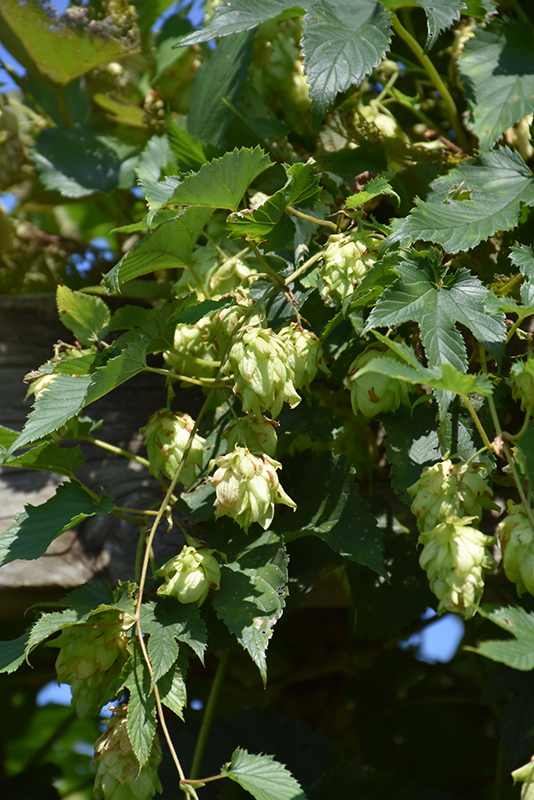 Hops fruit