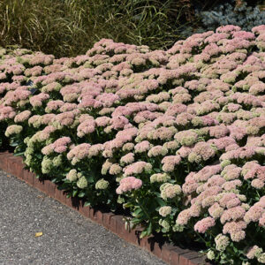 Autumn Joy Stonecrop in bloom