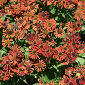 Mariachi&trade; Siesta Sneezeweed flowers