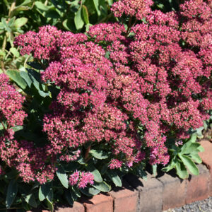 Carl Stonecrop in bloom