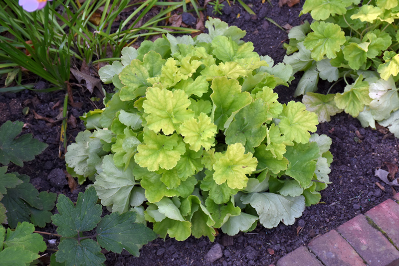 Northern Exposure™ Lime Coral Bells