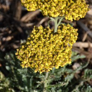 Sassy Summer Silver Yarrow flowers