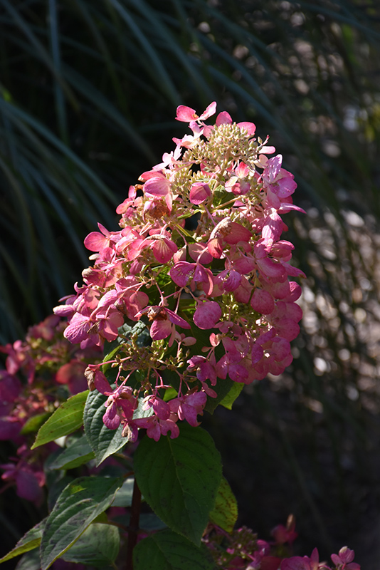 Diamond Rouge® Hydrangea flowers