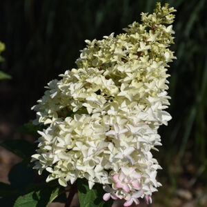 Berry White&reg; Hydrangea flowers
