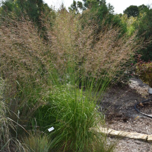 Skyracer Moor Grass