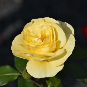 High Voltage Rose flowers