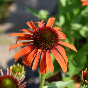 Butterfly&trade; Orange Skipper Coneflower flowers