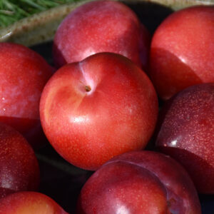 Santa Rosa Plum fruit