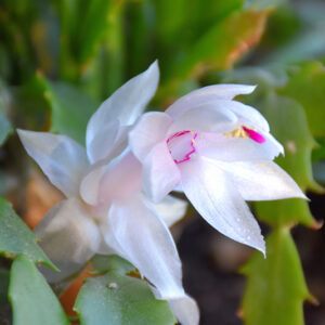 White Christmas Holiday Cactus flowers