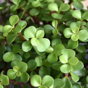 Elephant Food foliage