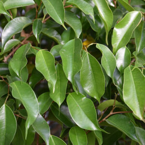 Weeping Fig foliage