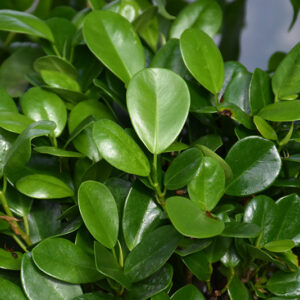 Moclame Ficus foliage